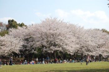 hana-s.jpg