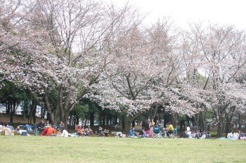 hanami.jpg